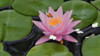 Water Lily Screensaver
