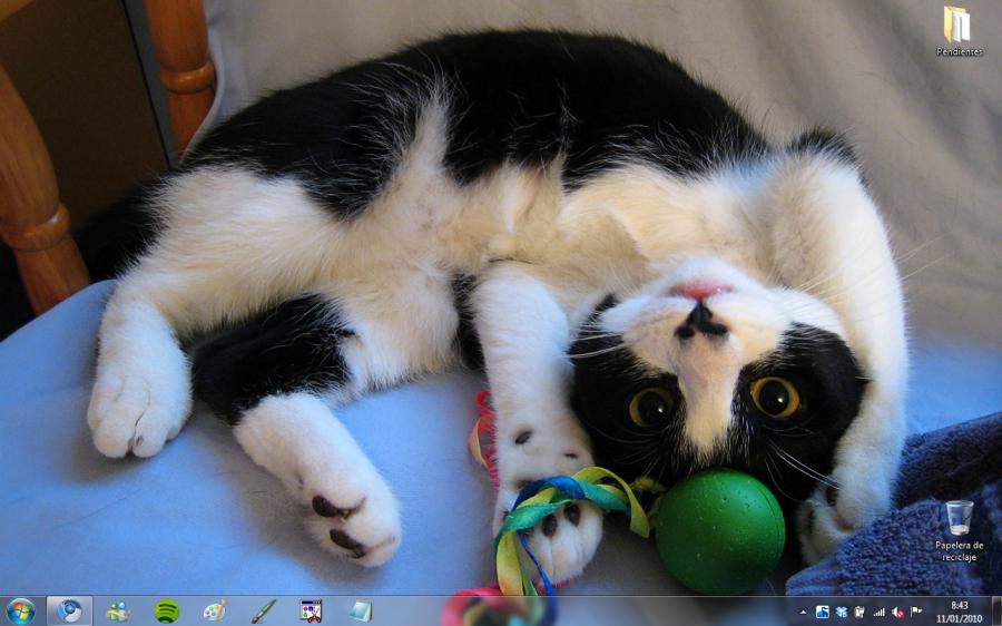 Cats Anytime Windows 7 Theme
