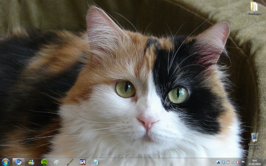 Cats Anytime Windows 7 Theme